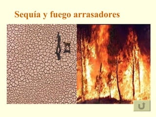 Sequía y fuego arrasadores 