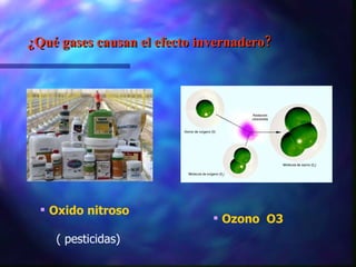 ¿Qué gases causan el efecto invernadero? Oxido nitroso   ( pesticidas) Ozono  O3 