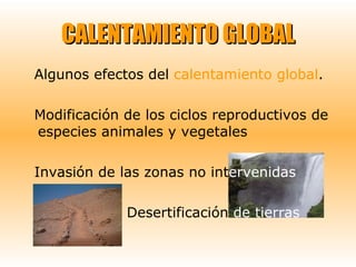 CALENTAMIENTO GLOBAL Algunos efectos del  calentamiento global . Modificación de los ciclos reproductivos de especies animales y vegetales Invasión de las zonas no int ervenidas Desertificación  de tierras 