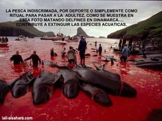 LA PESCA INDISCRIMADA, POR DEPORTE O SIMPLEMENTE COMO RITUAL PARA PASAR A LA  ADULTEZ, COMO SE MUESTRA EN ESTA FOTO MATANDO DELFINES EN DINAMARCA….  CONTRIBUYE A EXTINGUIR LAS ESPECIES ACUATICAS.  