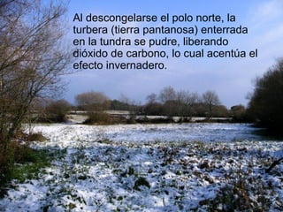 Al descongelarse el polo norte, la
turbera (tierra pantanosa) enterrada
en la tundra se pudre, liberando
dióxido de carbono, lo cual acentúa el
efecto invernadero.

 