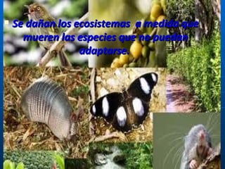 Se dañan los ecosistemas  a medida que mueren las especies que no puedan adaptarse.   