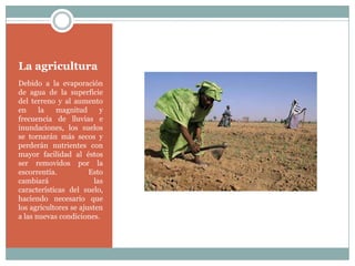 La agricultura
Debido a la evaporación
de agua de la superficie
del terreno y al aumento
en     la   magnitud       y
frecuencia de lluvias e
inundaciones, los suelos
se tornarán más secos y
perderán nutrientes con
mayor facilidad al éstos
ser removidos por la
escorrentía.           Esto
cambiará                 las
características del suelo,
haciendo necesario que
los agricultores se ajusten
a las nuevas condiciones.
 