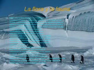 La flora y la fauna
•   Debido a los cambios climáticos y a los cambios en los
•   ecosistemas terrestres, la vegetación característica de cada región se verá
•   afectada. Los bosques de pinos se desplazarán hacia latitudes más altas, la
•   vegetación tropical se extenderá sobre una franja más ancha de la superficie
•   terrestre, y la flora típica de la tundra y la taiga ocupará un área más reducida.
•   Como consecuencia, al alterarse la vegetación
•   característica de muchas reservas naturales, así
•   designadas para proteger el hábitat de especies
•   amenazadas, estas reservas podrían dejar de ser el hábitat
•   ideal para las mismas, ocasionando su extinción. De igual
•   manera, al ocurrir el proceso de desertificación en algunas
•   áreas también se destruirá el hábitat de muchas especies,
•   causando su extinción.
•   En cuanto a los hábitats acuáticos, al aumentar la
•   temperatura de los cuerpos de agua superficiales la
•   concentración de oxígeno disuelto presente en los mismos
•   se reducirá. Esto hará que algunas de las especies
•   acuáticas no puedan sobrevivir bajo estas condiciones,
•   causando su eliminación en dichos cuerpos de agua. De afectarse los estuarios
•   y manglares por el exceso de salinización y el oleaje, muchas especies de
•   animales que inician su vida allí tampoco subsistirán.
 