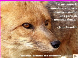 Definición
Antecedentes
Causas y consecuencias
Organizaciones
 