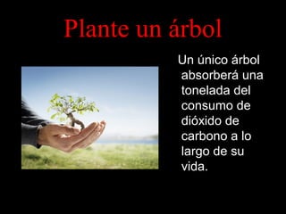 Plante un árbol
Un único árbol
absorberá una
tonelada del
consumo de
dióxido de
carbono a lo
largo de su
vida.

 