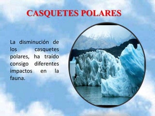 CASQUETES POLARES

La disminución de
los
casquetes
polares, ha traído
consigo diferentes
impactos en la
fauna.

 