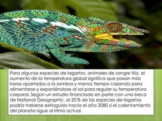 Para algunas especies de lagartos, animales de sangre fría, el
aumento de la temperatura global significa que pasan más
horas apartados a la sombra y menos tiempo cazando para
alimentarse y exponiéndose al sol para regular su temperatura
corporal. Según un estudio financiado en parte con una beca
de National Geographic, el 20 % de las especies de lagartos
podría haberse extinguido hacia el año 2080 si el calentamiento
del planeta sigue al ritmo actual.

 