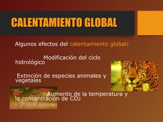 CALENTAMIENTO GLOBALCALENTAMIENTO GLOBAL
Algunos efectos del calentamiento global:
Modificación del ciclo
hidrológico
Extinción de especies animales y
vegetales
Aumento de la temperatura y
la concentración de CO2
 