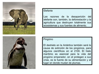 Pingüino
El deshielo en la Antártica también será la
causa de extinción de los pingüinos, para
algunos científicos en el 2100. El hielo
marítimo es esencial para la vida del
pingüino emperador, en el protegen a sus
crías, es la fuente de su alimentación y el
lugar en donde mudan de plumas.
Elefante
Las razones de la desaparición del
elefante son, también, la deforestación y la
agricultura que destruyen totalmente sus
ecosistemas y sus fuentes de alimento.
 