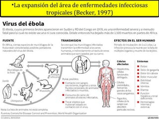 •La expansión del área de enfermedades infecciosas
tropicales (Becker, 1997)
 