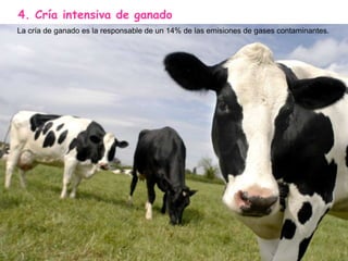 4. Cría intensiva de ganado
La cría de ganado es la responsable de un 14% de las emisiones de gases contaminantes.
 
