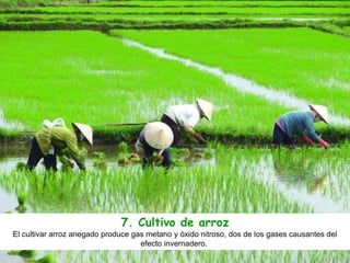 7. Cultivo de arroz
El cultivar arroz anegado produce gas metano y óxido nitroso, dos de los gases causantes del
efecto invernadero.
 