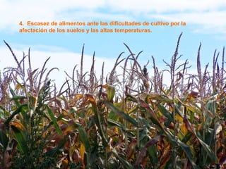 4. Escasez de alimentos ante las dificultades de cultivo por la
afectación de los suelos y las altas temperaturas.
 
