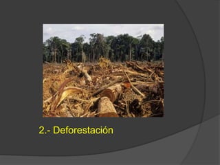 2.- Deforestación
 