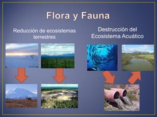 Reducción de ecosistemas
terrestres
Destrucción del
Ecosistema Acuático
 