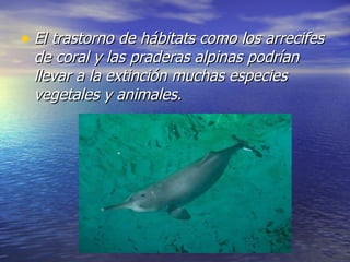 El trastorno de hábitats como los arrecifes de coral y las praderas alpinas podrían llevar a la extinción muchas especies vegetales y animales.   