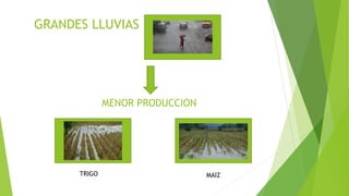 MENOR PRODUCCION
GRANDES LLUVIAS
TRIGO MAIZ
 