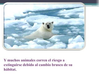 Y muchos animales corren el riesgo a
extinguirse debido al cambio brusco de su
hábitat.

 