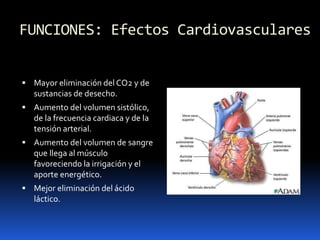 FUNCIONES: Efectos Cardiovasculares
 Mayor eliminación del CO2 y de
sustancias de desecho.
 Aumento del volumen sistólico,
de la frecuencia cardiaca y de la
tensión arterial.
 Aumento del volumen de sangre
que llega al músculo
favoreciendo la irrigación y el
aporte energético.
 Mejor eliminación del ácido
láctico.
 