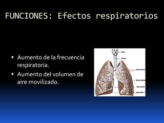 FUNCIONES: Efectos respiratorios
 Aumento de la frecuencia
respiratoria.
 Aumento del volumen de
aire movilizado.
 