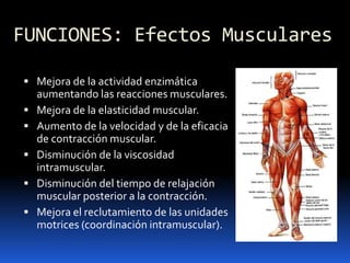 FUNCIONES: Efectos Musculares
 Mejora de la actividad enzimática
aumentando las reacciones musculares.
 Mejora de la elasticidad muscular.
 Aumento de la velocidad y de la eficacia
de contracción muscular.
 Disminución de la viscosidad
intramuscular.
 Disminución del tiempo de relajación
muscular posterior a la contracción.
 Mejora el reclutamiento de las unidades
motrices (coordinación intramuscular).
 