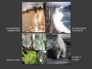 ECOSISTEMAS 
TERRESTRES 
ECOSISTEMAS 
COSTEROS 
AGRICULTURA 
FLORA Y 
FAUNA 
De perder los suelos 
su humedad por 
efecto de la 
evaporación, 
muchas áreas ahora 
cubiertas de 
vegetación podrían 
quedar 
secas, 
ensanchándose la 
región desértica del 
planeta. 
se afectarían 
significativamente, 
ya que un alza en el 
nivel del mar inundaría 
las áreas de humedales 
costeros, 
causaría un aumento 
en la erosión costera y 
salinizaría las aguas en 
la parte 
baja de los ríos y en los 
acuíferos costeros. 
Debido a la evaporación de 
agua por el aumento de lluvias 
e inundaciones, los suelos se 
tornarán más secos y 
perderán nutrientes . 
Las temperaturas más 
elevadas propiciarán la 
reproducción de algunos 
insectos como la mosca 
blanca y las langostas que 
causan enfermedades de 
plantas y afectan la 
producción de cultivos. 
La vegetación se 
verá afectada por 
los cambios 
extremos de 
temperatura y 
exceso de agua por 
la lluvia por lo tanto 
las fauna también se 
afectara por perder 
su hábitat. 
 