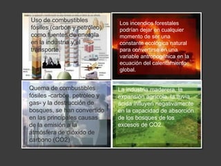 Uso de combustibles 
fósiles (carbón y petróleo) 
como fuentes de energía 
en la industria y el 
transporte. 
Los incendios forestales 
podrían dejar en cualquier 
momento de ser una 
constante ecológica natural 
para convertirse en una 
variable antropogénica en la 
ecuación del calentamiento 
global. 
Quema de combustibles 
fósiles -carbón, petróleo y 
gas- y la destrucción de 
bosques, se han convertido 
en las principales causas 
de la emisión a la 
atmósfera de dióxido de 
carbono (CO2) 
La industria maderera, la 
expansión agrícola, la lluvia 
ácida influyen negativamente 
en la capacidad de absorción 
de los bosques de los 
excesos de CO2. 
 