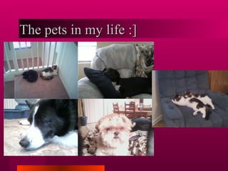 The pets in my life :] 