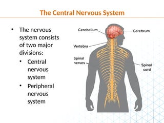 Novious Netris CA_Lesson_2_Organization_of_the_Nervous_System_Powerpoint.pptx