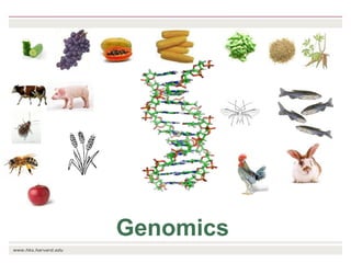 The transition towards a global bioeconomy: Opportunities and challenges for Africa