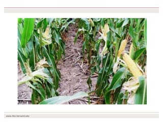 The transition towards a global bioeconomy: Opportunities and challenges for Africa