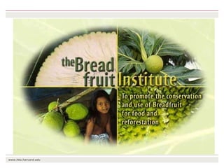 The transition towards a global bioeconomy: Opportunities and challenges for Africa