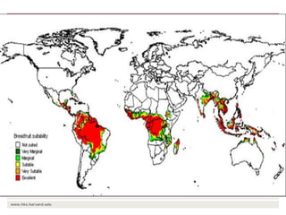 The transition towards a global bioeconomy: Opportunities and challenges for Africa
