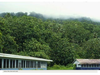 The transition towards a global bioeconomy: Opportunities and challenges for Africa