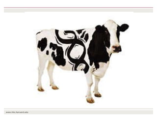 The transition towards a global bioeconomy: Opportunities and challenges for Africa