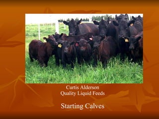 Curtis Alderson Quality Liquid Feeds Starting Calves 