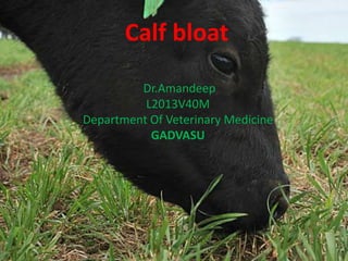 Calf bloat
Dr.Amandeep
L2013V40M
Department Of Veterinary Medicine
GADVASU
 