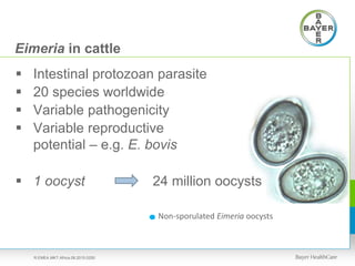 Eimeria in cattle
 Intestinal protozoan parasite
 20 species worldwide
 Variable pathogenicity
 Variable reproductive
potential – e.g. E. bovis
 1 oocyst 24 million oocysts
Non-sporulated Eimeria oocysts
R.EMEA.MKT.Africa.08.2015.0250
 