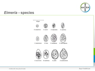 Eimeria - species
R.EMEA.MKT.Africa.08.2015.0250
 
