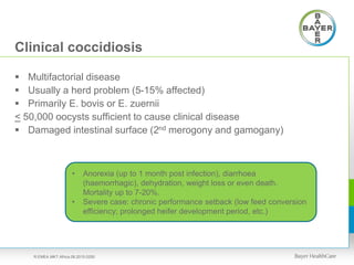 Clinical coccidiosis
 Multifactorial disease
 Usually a herd problem (5-15% affected)
 Primarily E. bovis or E. zuernii
< 50,000 oocysts sufficient to cause clinical disease
 Damaged intestinal surface (2nd merogony and gamogany)
• Anorexia (up to 1 month post infection), diarrhoea
(haemorrhagic), dehydration, weight loss or even death.
Mortality up to 7-20%.
• Severe case: chronic performance setback (low feed conversion
efficiency; prolonged heifer development period, etc.)
R.EMEA.MKT.Africa.08.2015.0250
 
