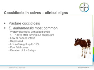 Coccidiosis in calves – clinical signs
 Pasture coccidiosis
 E. alabamensis most common
- Watery diarrhoea with a bad smell
4 – 7 days after turning out on pasture
- Low or no feed intake
- Depressed
- Loss of weight up to 15%
- Few fatal cases
- Duration of 2 – 5 days
R.EMEA.MKT.Africa.08.2015.0250
 