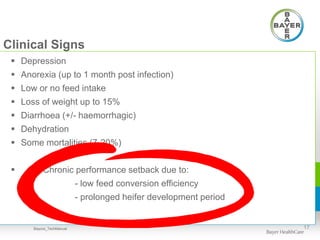 Clinical Signs
 Depression
 Anorexia (up to 1 month post infection)
 Low or no feed intake
 Loss of weight up to 15%
 Diarrhoea (+/- haemorrhagic)
 Dehydration
 Some mortalities (7-20%)
 Chronic performance setback due to:
- low feed conversion efficiency
- prolonged heifer development period
17Baycox_TechManual
 
