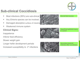 Sub-clinical Coccidiosis
 Most infections (95%) are sub-clinical
 Any Eimeria species can be involved
 Damaged absorptive surface of intestine
 Weakened immune system
Clinical Signs:
Inappetence
Inferior feed efficiency
Slower weight gain
Longer heifer development periods
Increased susceptibility to 2* infections
19
Normal ileal mucosa
Superficial epithelial injury,
E. zuernii
Secondary bacterial
infection after coccidiosis
Baycox_TechManual
 