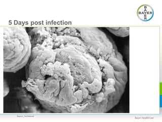 5 Days post infection
Baycox_TechManual
 