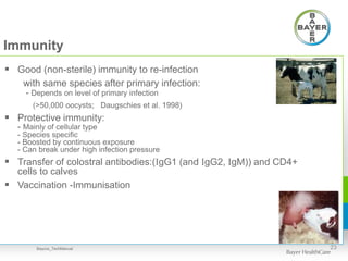 Immunity
 Good (non-sterile) immunity to re-infection
with same species after primary infection:
- Depends on level of primary infection
(>50,000 oocysts; Daugschies et al. 1998)
 Protective immunity:
- Mainly of cellular type
- Species specific
- Boosted by continuous exposure
- Can break under high infection pressure
 Transfer of colostral antibodies:(IgG1 (and IgG2, IgM)) and CD4+
cells to calves
 Vaccination -Immunisation
23Baycox_TechManual
 
