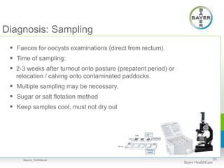 Diagnosis: Sampling
 Faeces for oocysts examinations (direct from rectum).
 Time of sampling:
 2-3 weeks after turnout onto pasture (prepatent period) or
relocation / calving onto contaminated paddocks.
 Multiple sampling may be necessary.
 Sugar or salt flotation method
 Keep samples cool, must not dry out
26Baycox_TechManual
 