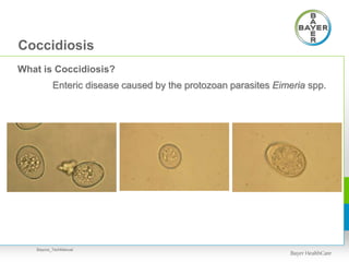 Coccidiosis
What is Coccidiosis?
Enteric disease caused by the protozoan parasites Eimeria spp.
Baycox_TechManual
 