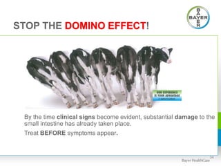 STOP THE DOMINO EFFECT!
By the time clinical signs become evident, substantial damage to the
small intestine has already taken place.
Treat BEFORE symptoms appear.
34
 