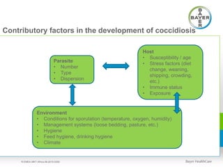 Contributory factors in the development of coccidiosis
Parasite
• Number
• Type
• Dispersion
Host
• Susceptibility / age
• Stress factors (diet
change, weaning,
shipping, crowding,
etc.)
• Immune status
• Exposure
Environment
• Conditions for sporulation (temperature, oxygen, humidity)
• Management systems (loose bedding, pasture, etc.)
• Hygiene
• Feed hygiene, drinking hygiene
• Climate
R.EMEA.MKT.Africa.08.2015.0250
 